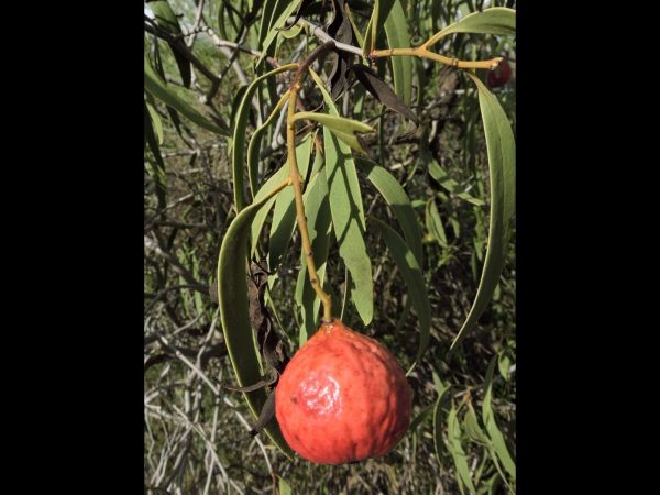 Santalum acuminatum
Desert Quandong (Eng)
Trefwoorden: Plant;Boom;Santalaceae;vrucht