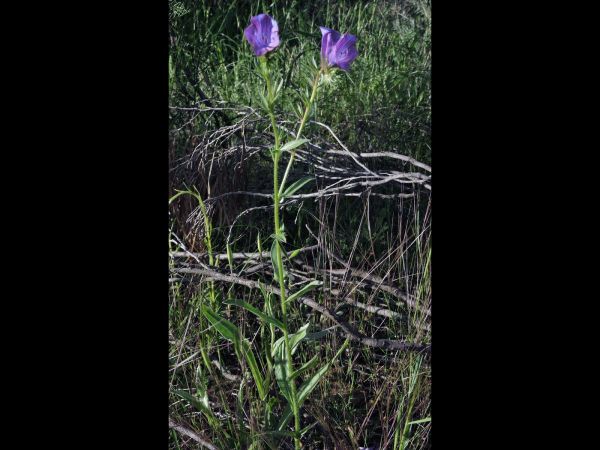 Echium plantagineum
Paterson's Curse (Eng)
Trefwoorden: Plant;Boraginaceae;Bloem;blauw;purper