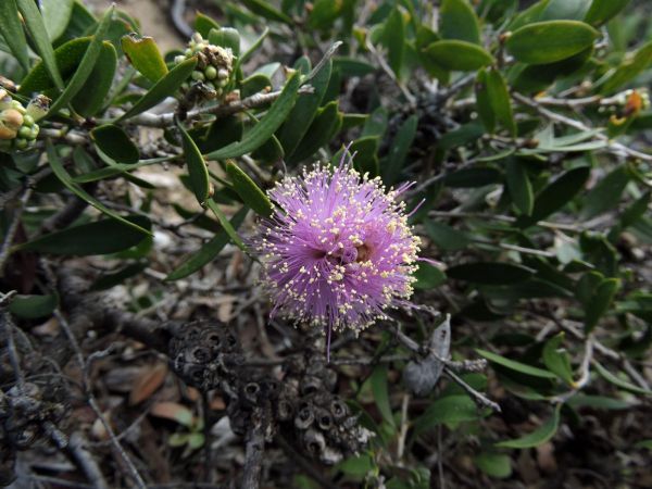 Melaleuca campanae
Trefwoorden: Plant;struik;Myrtaceae;Bloem;roze