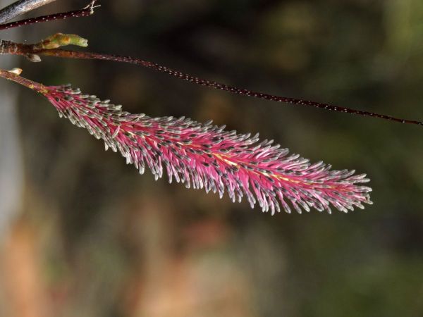 Grevillea petrophiloides
Pink Poker (Eng)
Trefwoorden: Plant;Proteaceae;Bloem;roze
