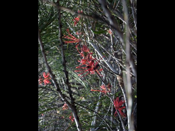 Grevillea pinaster
Pine-like Grevillea (Eng)
Trefwoorden: Plant;Proteaceae;Bloem;rood