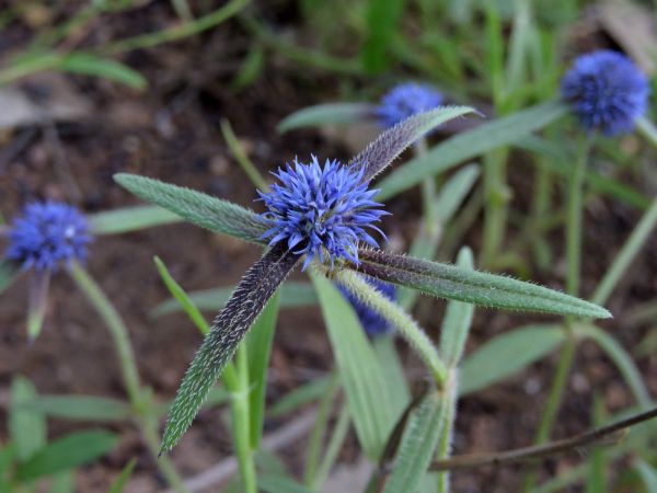 Spermacoce leptoloba
False Buttonweed (Eng)
Trefwoorden: Plant;Rubiaceae;Bloem;blauw