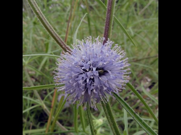 Spermacoce calliantha
Trefwoorden: Plant;Rubiaceae;Bloem;blauw
