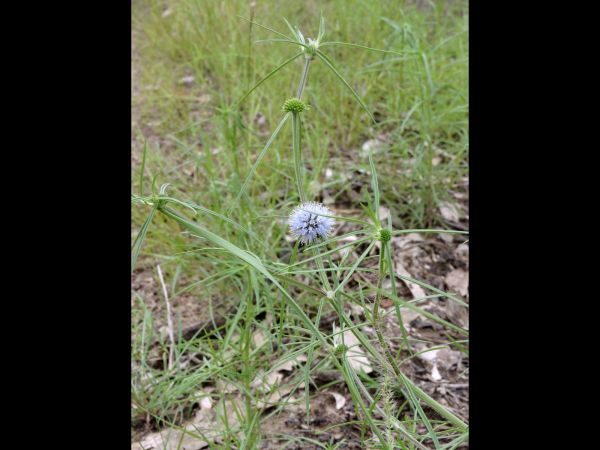 Spermacoce calliantha
Trefwoorden: Plant;Rubiaceae;Bloem;blauw
