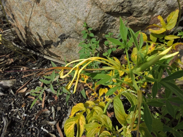 Arivela cleomoides
Justago (Eng) 
Trefwoorden: Plant;Cleomaceae;Bloem;geel