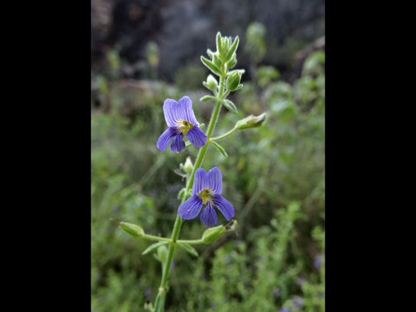 Stemodia viscosa
Sticky Stemodia (Eng)
Trefwoorden: Plant;Plantaginaceae;Bloem;blauw