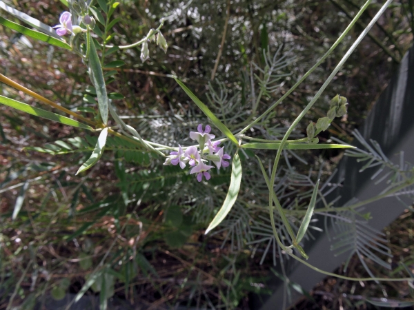 Glycine clandestina
Twining glycine (Eng)
Trefwoorden: Plant;Fabaceae;Bloem;lila