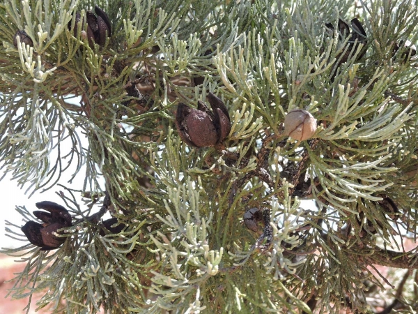 Callitris glaucophylla / Callitris columellaris
White Cypress-pine (Eng) - fruit/cones
Keywords: Plant;Boom;Cupressaceae;vrucht