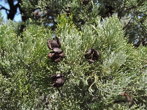 Callitris glaucophylla / Callitris columellaris
White Cypress-pine (Eng) - fruit/cones
Trefwoorden: Plant;Boom;Cupressaceae;vrucht