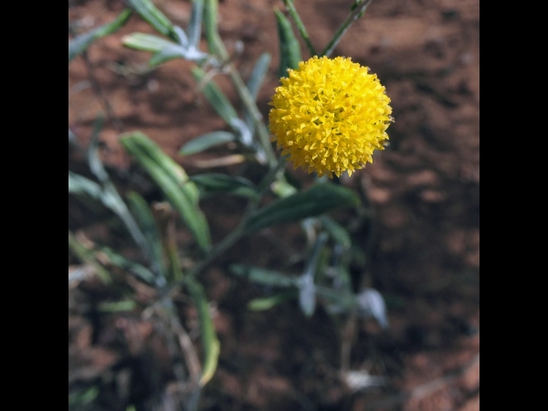 Chrysocephalum; C. eremaeum
Sandhill Everlasting (Eng) 
Trefwoorden: Plant;Asteraceae;Bloem;geel