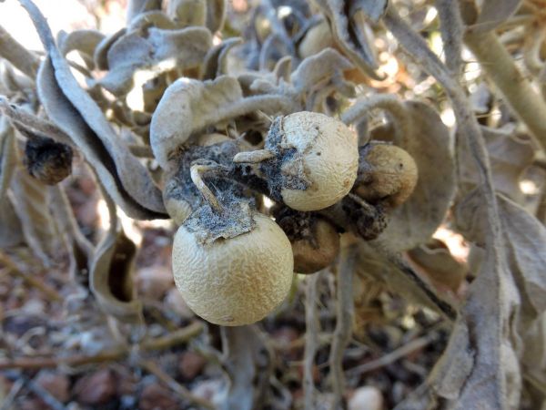 Solanum ellipticum
Potato Bush (Eng) - fruits
Trefwoorden: Plant;Solanaceae;vrucht