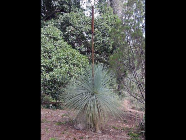 Xanthorrhoea quadrangulata
Grass Tree (Eng)
Trefwoorden: Plant;Asphodelaceae