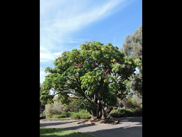 Scheffleria acitinophylla
Umbrella Tree (Eng)
Trefwoorden: Plant;Boom;Araliaceae;Bloem;rood