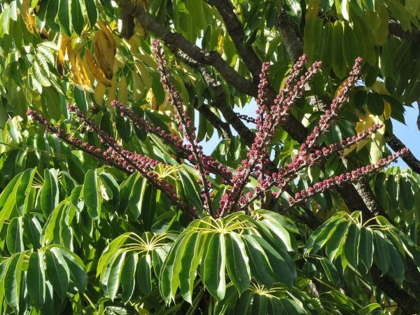 Scheffleria acitinophylla
Umbrella Tree (Eng) - inflorescence
Trefwoorden: Plant;Boom;Araliaceae;Bloem;rood