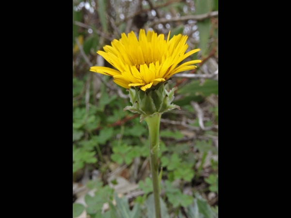 Reichardia tingitana
False Sowthistle (Eng)
Trefwoorden: Plant;Asteraceae;Bloem;geel