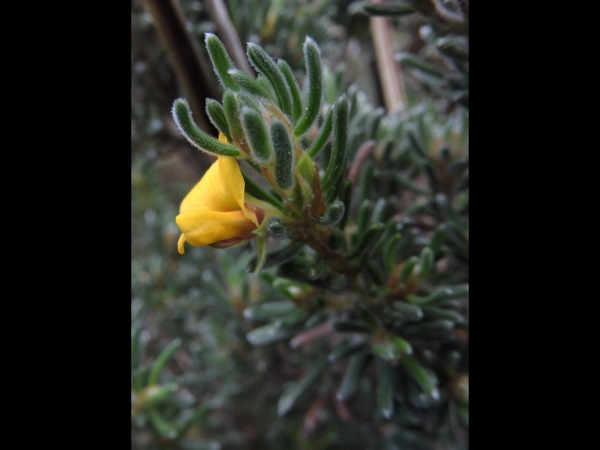 Pultenaea canaliculata
Coast Bush-pea (Eng)
Trefwoorden: Plant;Fabaceae;Bloem;geel