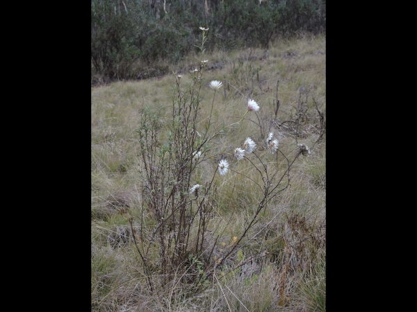 Coronidium waddelliae
Branched Everlasting (Eng)
Trefwoorden: Plant;Asteraceae;Bloem;wit;roze