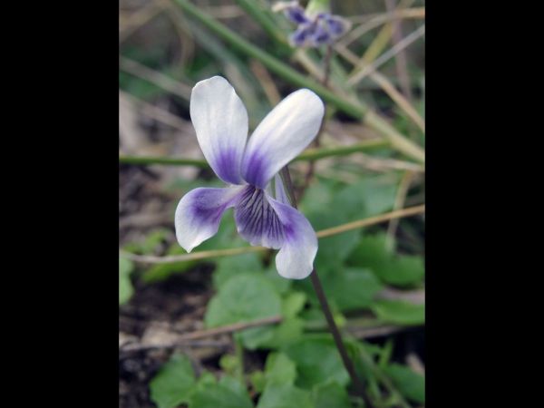 Viola hederacea
Ivy-leaved Violet (Eng)
Trefwoorden: Plant;Violaceae;Bloem;purper;violet;wit