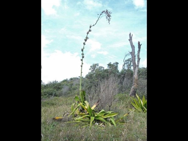 Furcraea foetida
Mauritian hemp (Eng)
Keywords: Plant;Asparagaceae