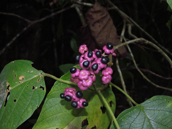 Clerodendrum tomentosum
Hairy Clerodendrum, Downy Chance (Eng)
Keywords: Plant;Lamiaceae;vrucht