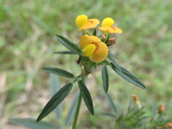 Stylosanthes; S. hamata
Caribbean Stylo, Pencil Flower (Eng)
Trefwoorden: Plant;Fabaceae;Bloem;geel