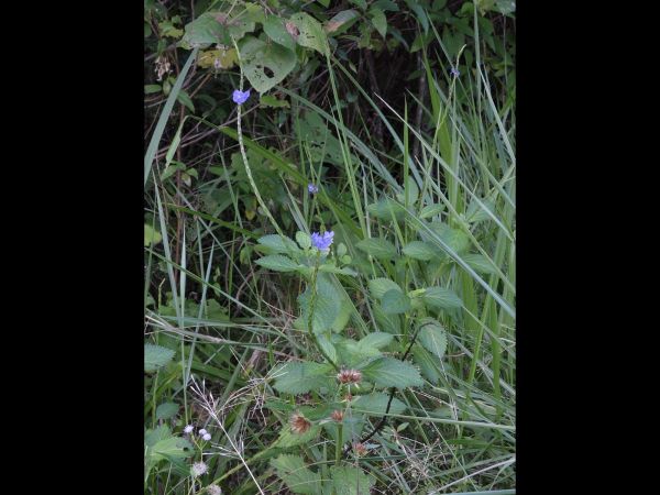 Stachytarpheta; S. jamaicensis
Snakeweed (Eng)
Trefwoorden: Plant;Verbenaceae;Bloem;blauw