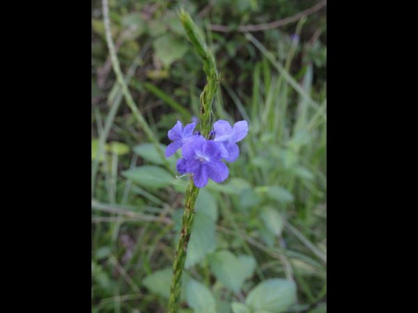 Stachytarpheta; S. jamaicensis
Snakeweed (Eng)
Trefwoorden: Plant;Verbenaceae;Bloem;blauw
