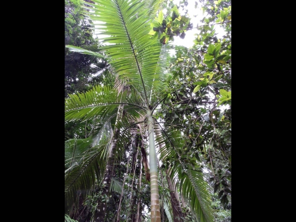 Archontophoenix alexandrae
Alexandra Palm (Eng) Australische Koningspalm (Ned)
Keywords: Plant;Boom;Arecaceae
