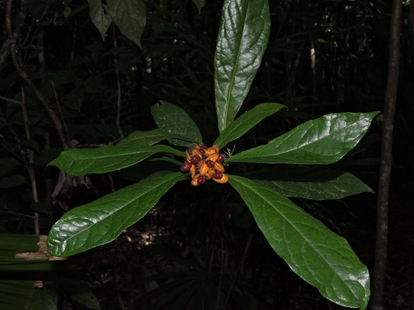 Pittosporum rubiginosum
Hairy Red Pittosporum (Eng) - fruit & Leaves
Keywords: Plant;Pittosporaceae;vrucht