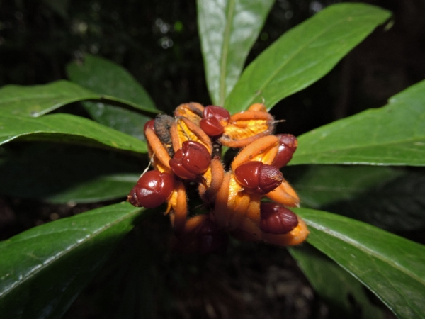 Pittosporum rubiginosum
Hairy Red Pittosporum (Eng) - fruit
Keywords: Plant;Pittosporaceae;vrucht
