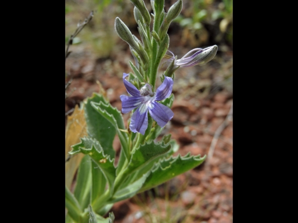 Scaevola browniana
Trefwoorden: Plant;Goodeniaceae;Bloem;blauw