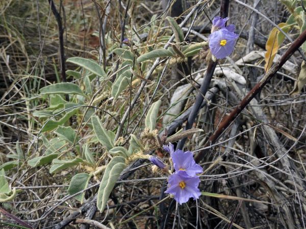 Solanum lasiophyllum
Flannel Bush (Eng)
Trefwoorden: Plant;Solanaceae;Bloem;blauw;violet