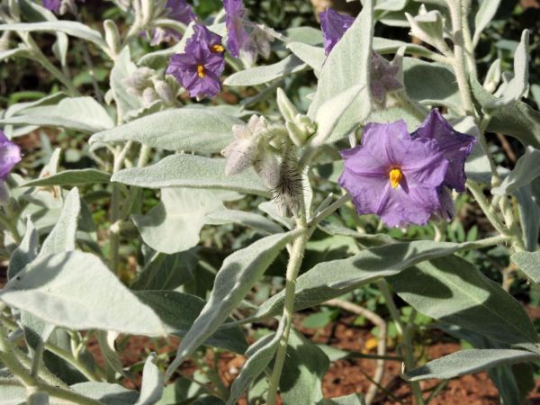 Solanum; S. phlomoides
Flannel Bush (Eng)
Trefwoorden: Plant;Solanaceae;Bloem;blauw;violet