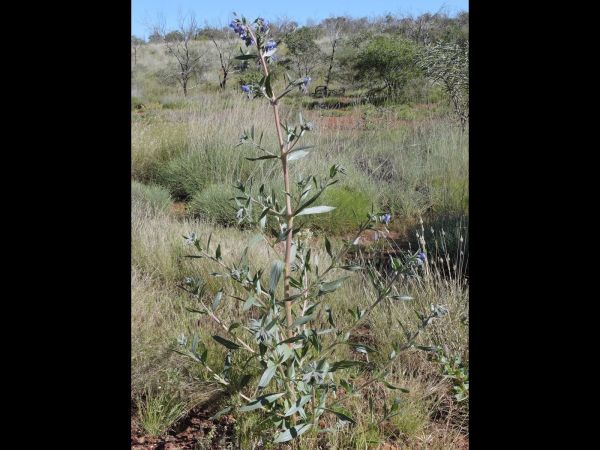 Trichodesma zeylanicum
Cattle Bush (Eng)
Trefwoorden: Plant;Boraginaceae;Bloem;blauw
