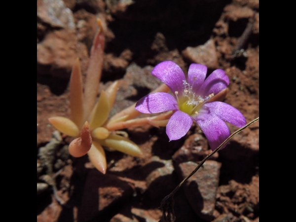 Calandrinia; C. ptychosperma
Creeping Parakeelya (Eng)
Trefwoorden: Plant;Montiaceae;Bloem;roze