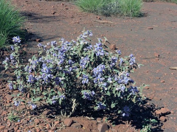 Seringia velutina
Showy Firebush (Eng)
Trefwoorden: Plant;Malvaceae;Bloem;blauw;purper