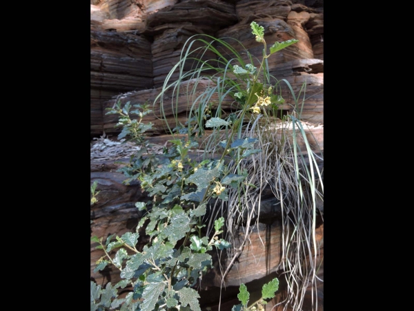 Androcalva luteiflora
Yellow-Flowered Rulingia (Eng)
Trefwoorden: Plant;Malvaceae;Bloem;geel
