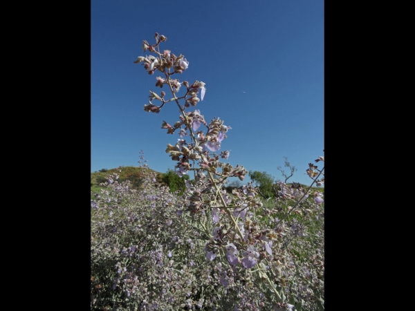 Quoya; Q. paniculata
Trefwoorden: Plant;Lamiaceae;Bloem;lila;purper;violet