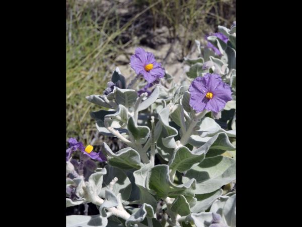 Solanum lasiophyllum
Flannel Bush (Eng)
Trefwoorden: Plant;Solanaceae;Bloem;blauw;violet