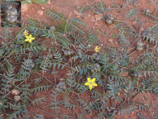 Tribulus terrestris
Caltrop (Eng)
Trefwoorden: Plant;Zygophyllaceae;Bloem;geel
