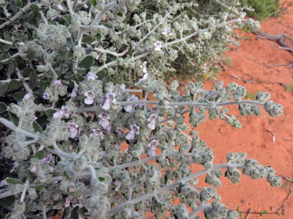 Quoya atriplicina
Saltbush Foxglove (Eng)
Trefwoorden: Plant;Lamiaceae;Bloem;roze