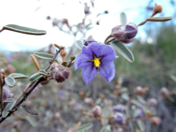 Seringia integrifolia
Common Firebush (Eng)
Trefwoorden: Plant;Malvaceae;Bloem;blauw;violet