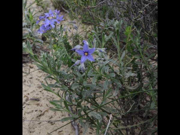 Halgania sericiflora
Trefwoorden: Plant;Boraginaceae;Bloem;blauw