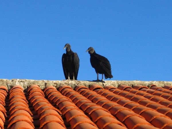 Coragyps atratus brasiliensis
Southern American Black Vulture (Eng) Zwarte Gier (Ned)
Trefwoorden: Bird;Scavenger;Accipitriformes;Cathartidae