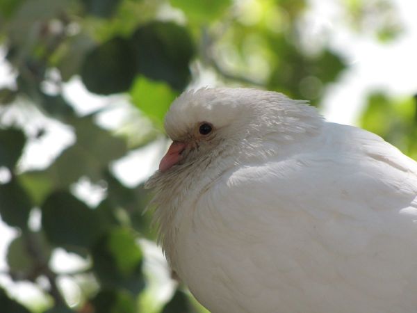 Columba livia
Domestic Pigeon (Eng) Tamme Duif (Ned)
Trefwoorden: Bird;Columbiformes;Columbidae