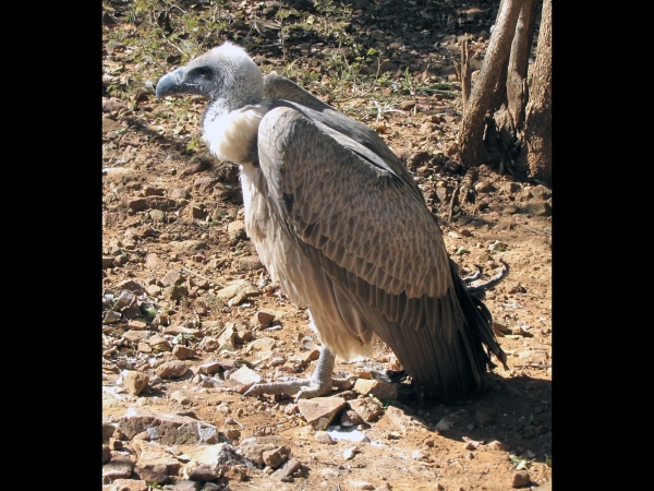 Gyps coprotheres
Cape Vulture (Eng) Kaapse Gier (Ned) Kransaasvoël (Afr)
Trefwoorden: Bird;Accipitriformes;Accipitridae