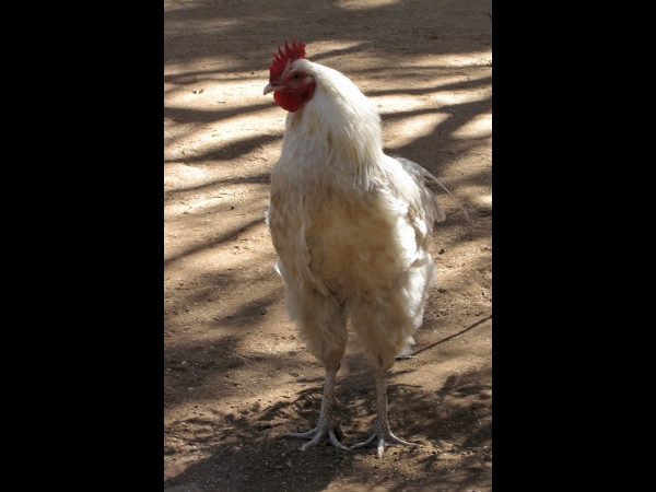 Gallus gallus domesticus
Chicken (Eng) Kip (Ned) Hoender (Afr)
Trefwoorden: Bird;Galliformes;Phasianidae