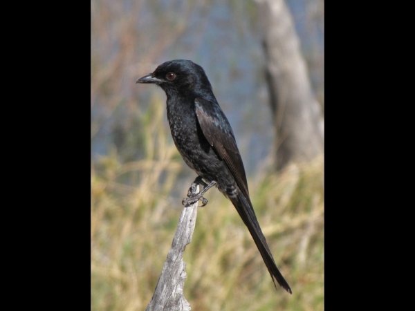 Melaenornis pammelaina
Southern Black Flycatcher (Eng) Kaapse Drongovliegenvanger (Ned)  Swartvlieëvanger (Afr)
Trefwoorden: Bird;Passeriformes;Muscicapidae