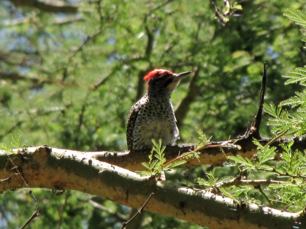 Campethera nubica
Nubian Woodpecker (Eng) Nubische Specht (Ned) - male
Trefwoorden: Bird;Piciformes;Picidae