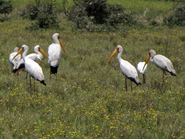 Mycteria ibis
Yellow-billed Stork (Eng) Afrikaanse Nimmerzat (Ned) Nimmersat (Afr)
Trefwoorden: Bird;Ciconiiformes;Ciconiidae